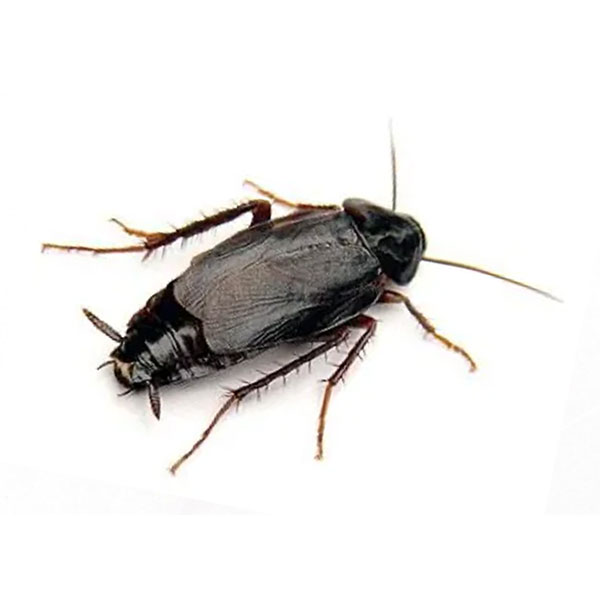 blatta-orientalis blatta-orientalis